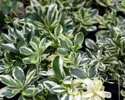 Arabis ferdinandi-coburgii 'Variegata'