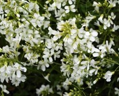 Arabis procurrens