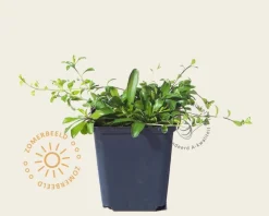 Arabis procurrens