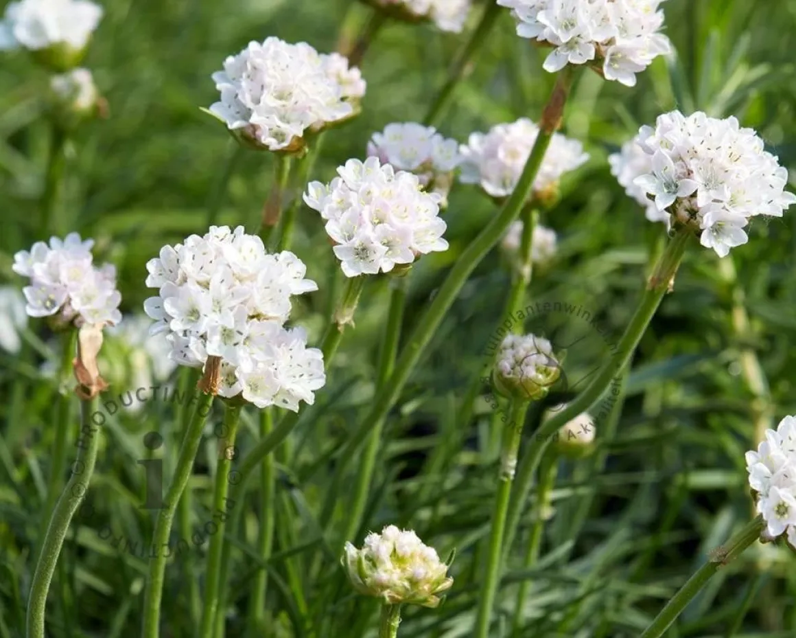 Armeria maritima 'Alba'
