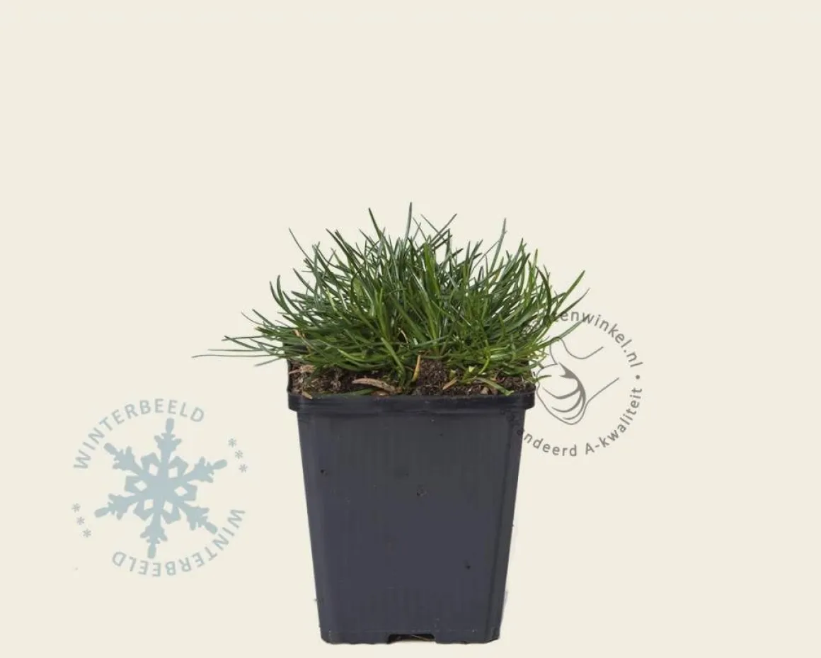 Armeria maritima 'Splendens'