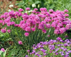 Armeria maritima 'Splendens'
