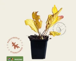 Armoracia rusticana