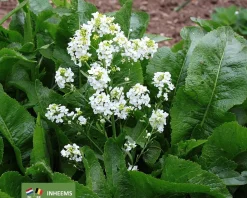Armoracia rusticana