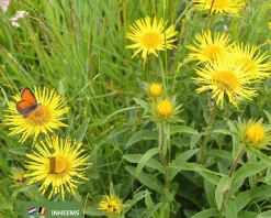 arnica montana