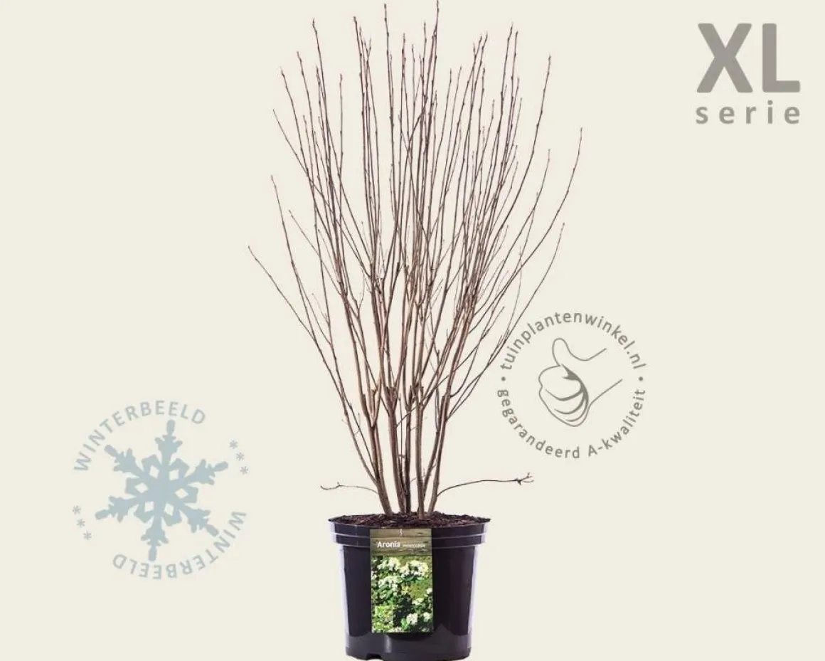 Aronia melanocarpa - XL