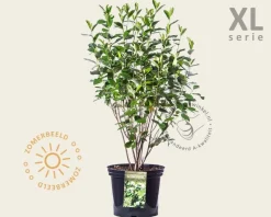 Aronia melanocarpa - XL
