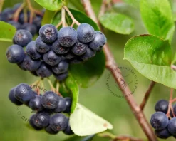 Aronia prunifolia 'Viking'