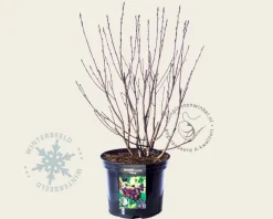 Aronia prunifolia 'Viking' - XL