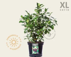 Aronia prunifolia 'Viking' - XL