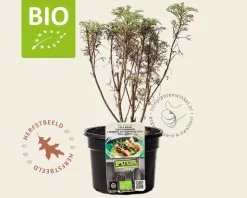 Artemisia abrotanum 'Maritima' Puur
