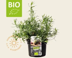 Artemisia dracunculus 'Senior' Puur