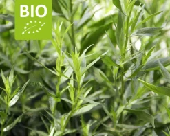 Artemisia dracunculus 'Senior' Puur