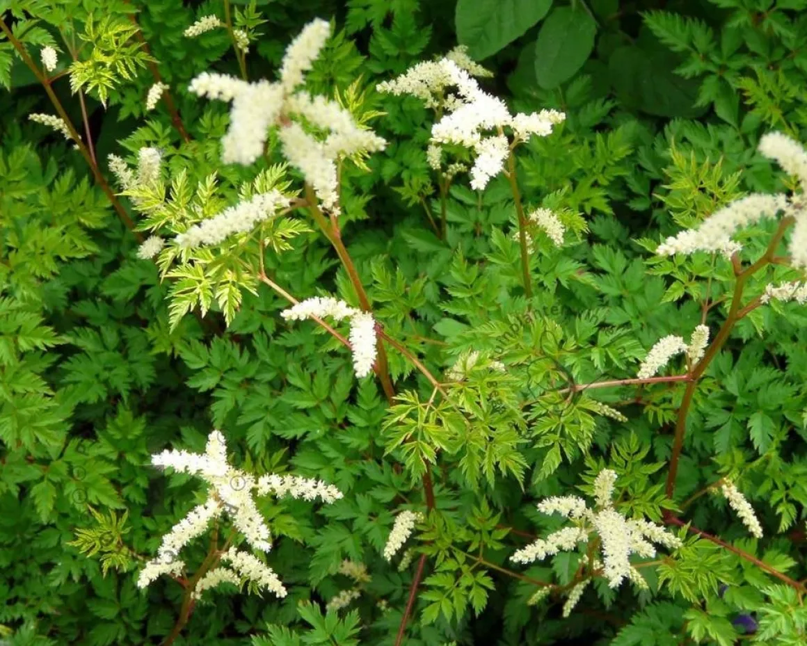 Aruncus aethusifolius