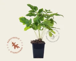 Aruncus dioicus