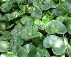 Asarum europaeum