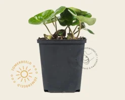Asarum europaeum