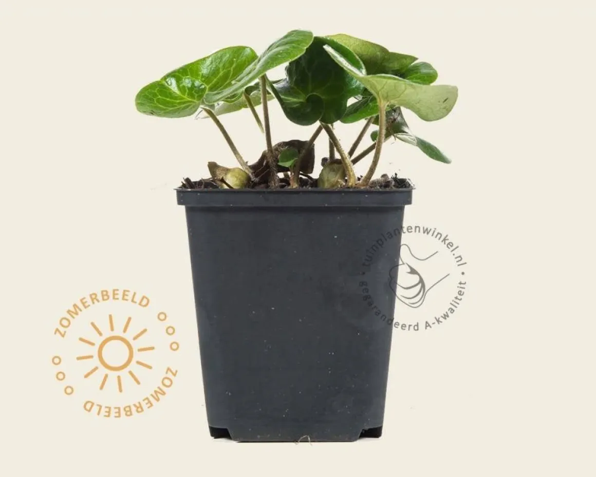Asarum europaeum