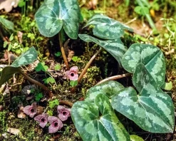 Asarum splendens