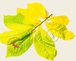 Asimina triloba