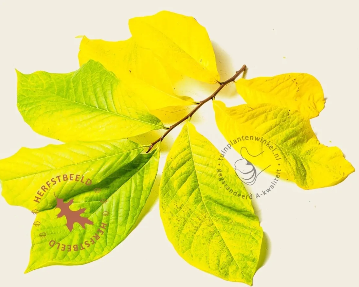 Asimina triloba