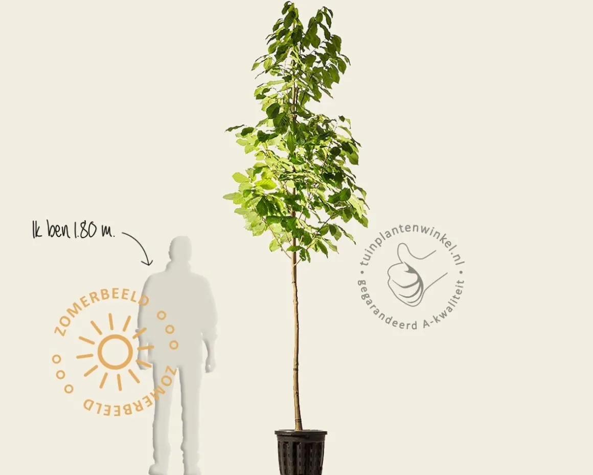 Asimina triloba