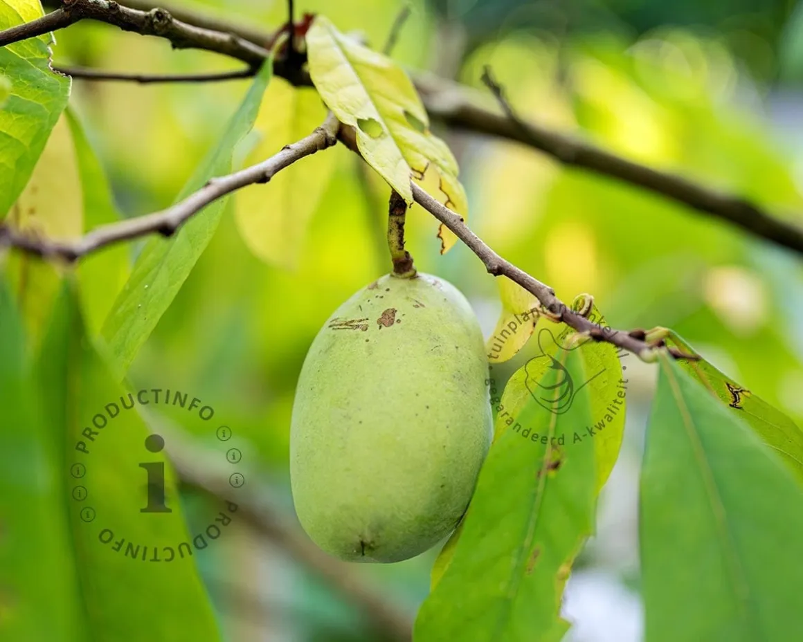Asimina triloba