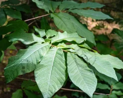 Asimina triloba