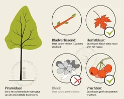 Asimina triloba
