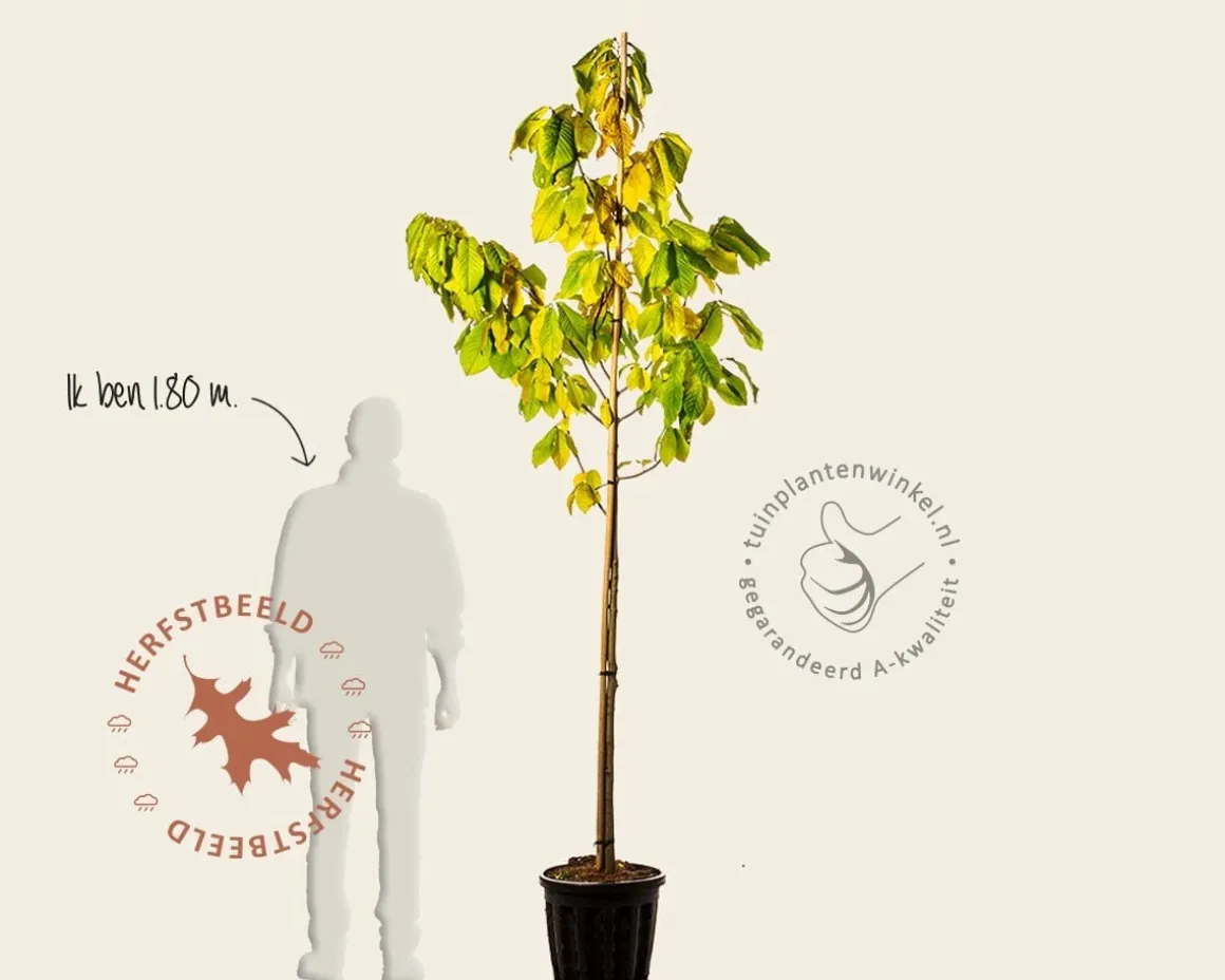 Asimina triloba
