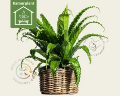 Asplenium antiquum 'Osaka'