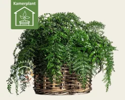 Asplenium parvati