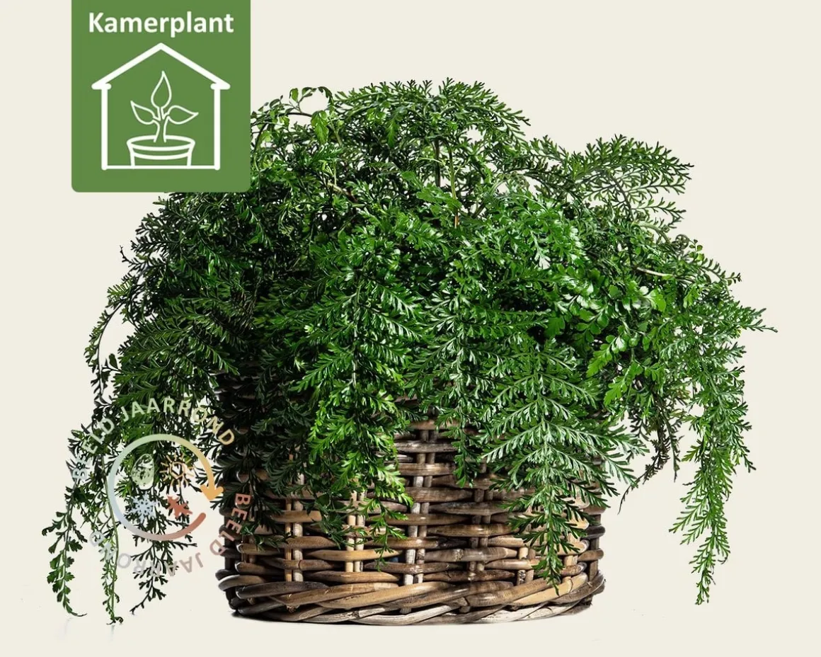 Asplenium parvati