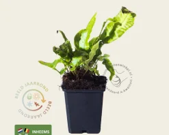 Asplenium scolopendrium