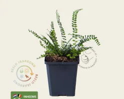 Asplenium trichomanes