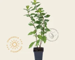 Aster ageratoides 'Asran'