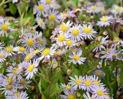 Aster ageratoides 'Asran'