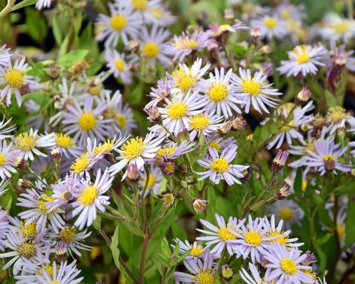 Aster ageratoides 'Asran'