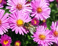Aster dumosus 'Jenny'