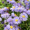 Aster dumosus 'Professor Anton Kippenberg'