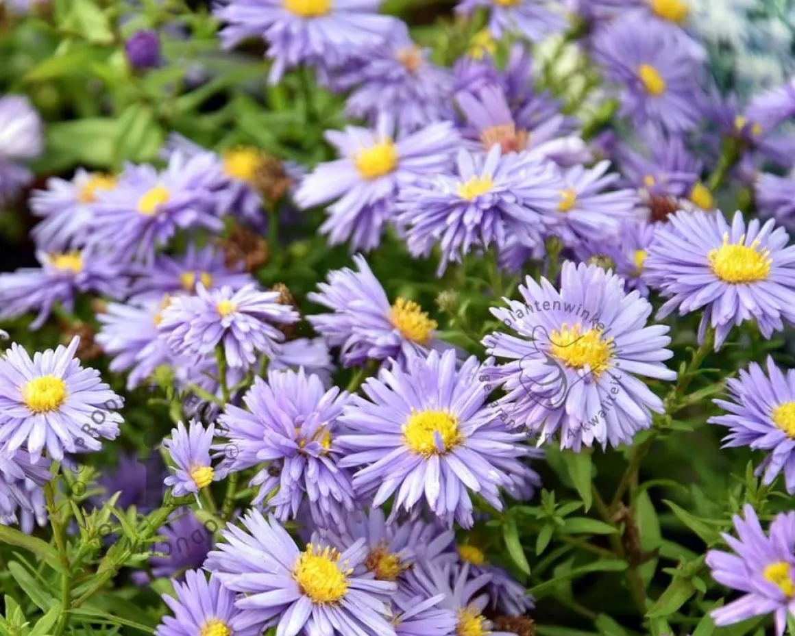 Aster dumosus 'Professor Anton Kippenberg'