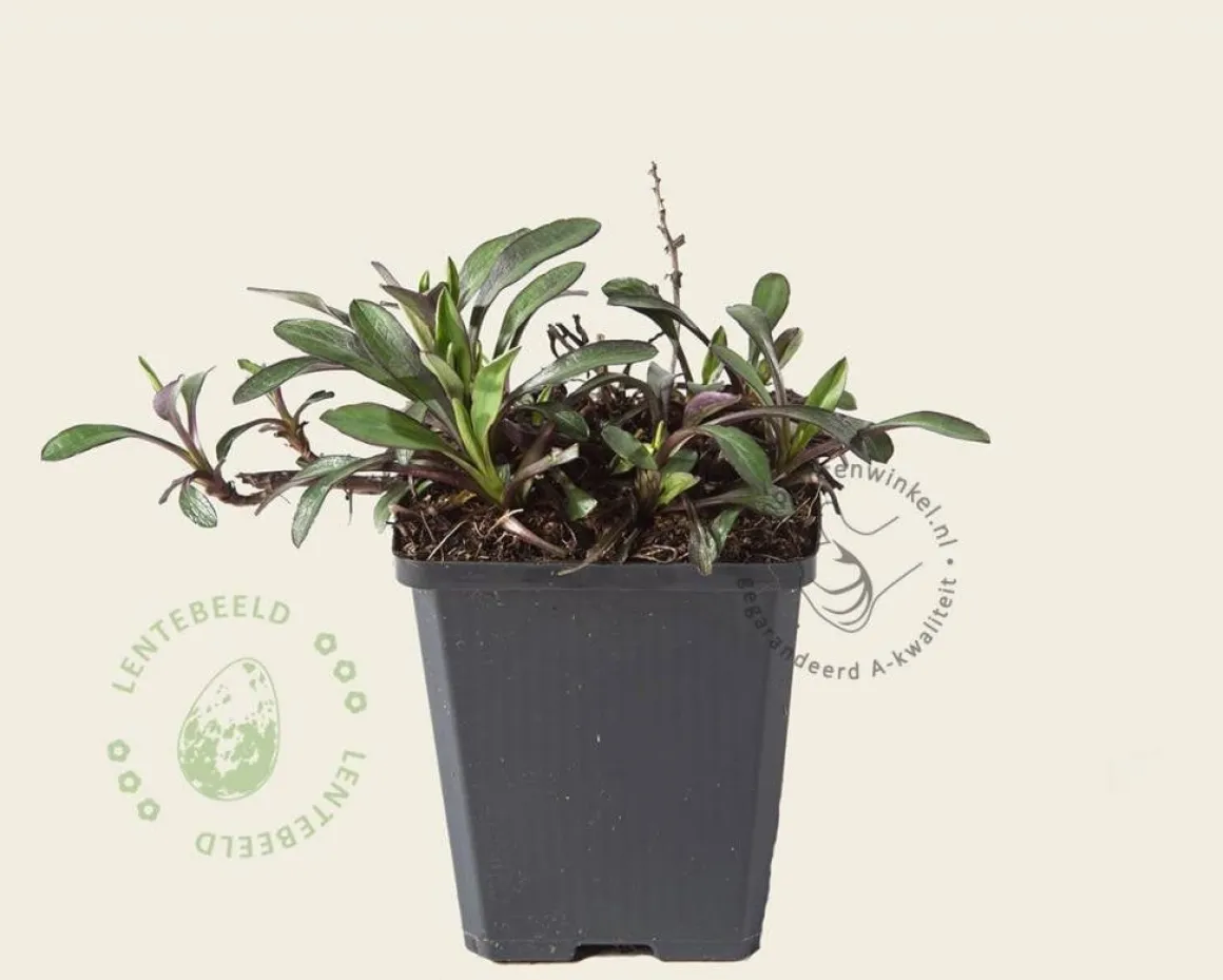 Aster dumosus 'Professor Anton Kippenberg'