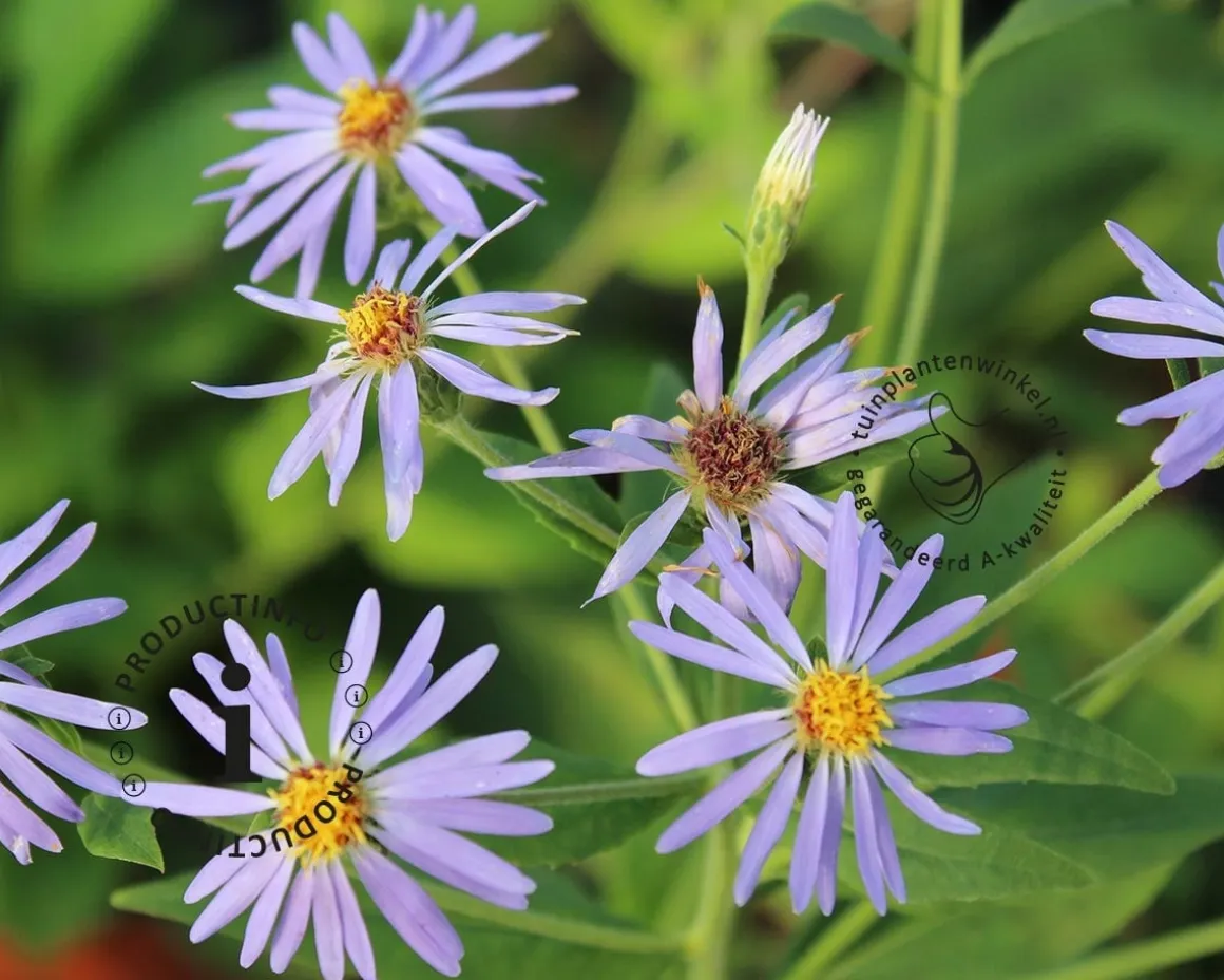 Aster macrophyllus 'Twilight'