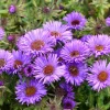 Aster novae-angliae 'Purple Dome'