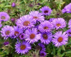 Aster novae-angliae 'Purple Dome'