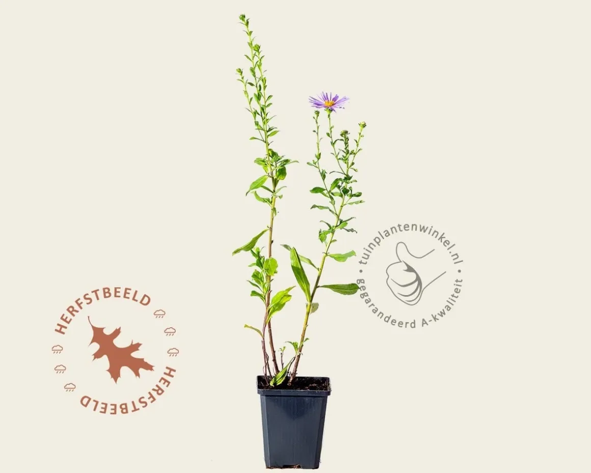 Aster x frikartii 'Mönch'