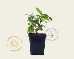 Aster x frikartii 'Mönch'