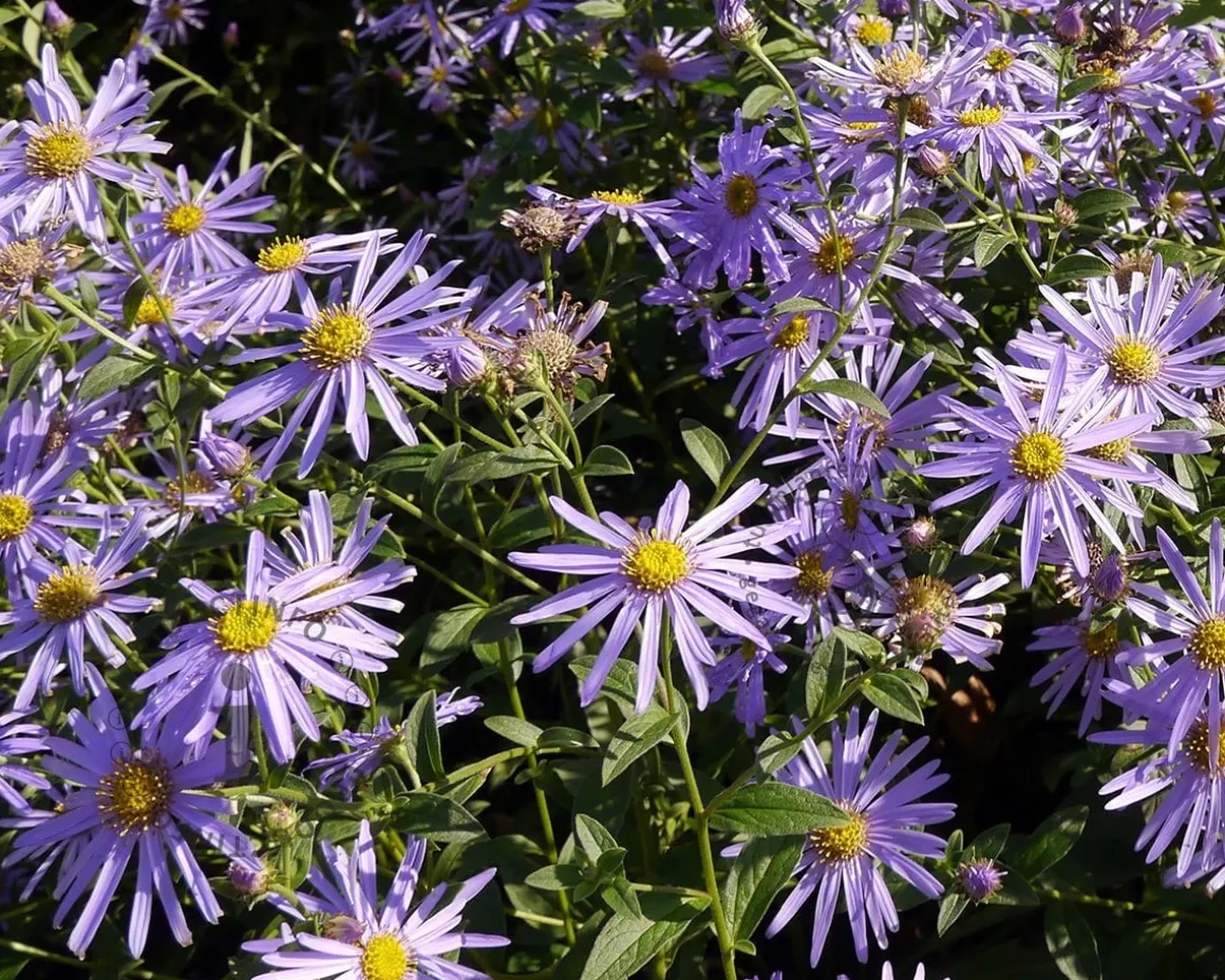Aster x frikartii 'Mönch'