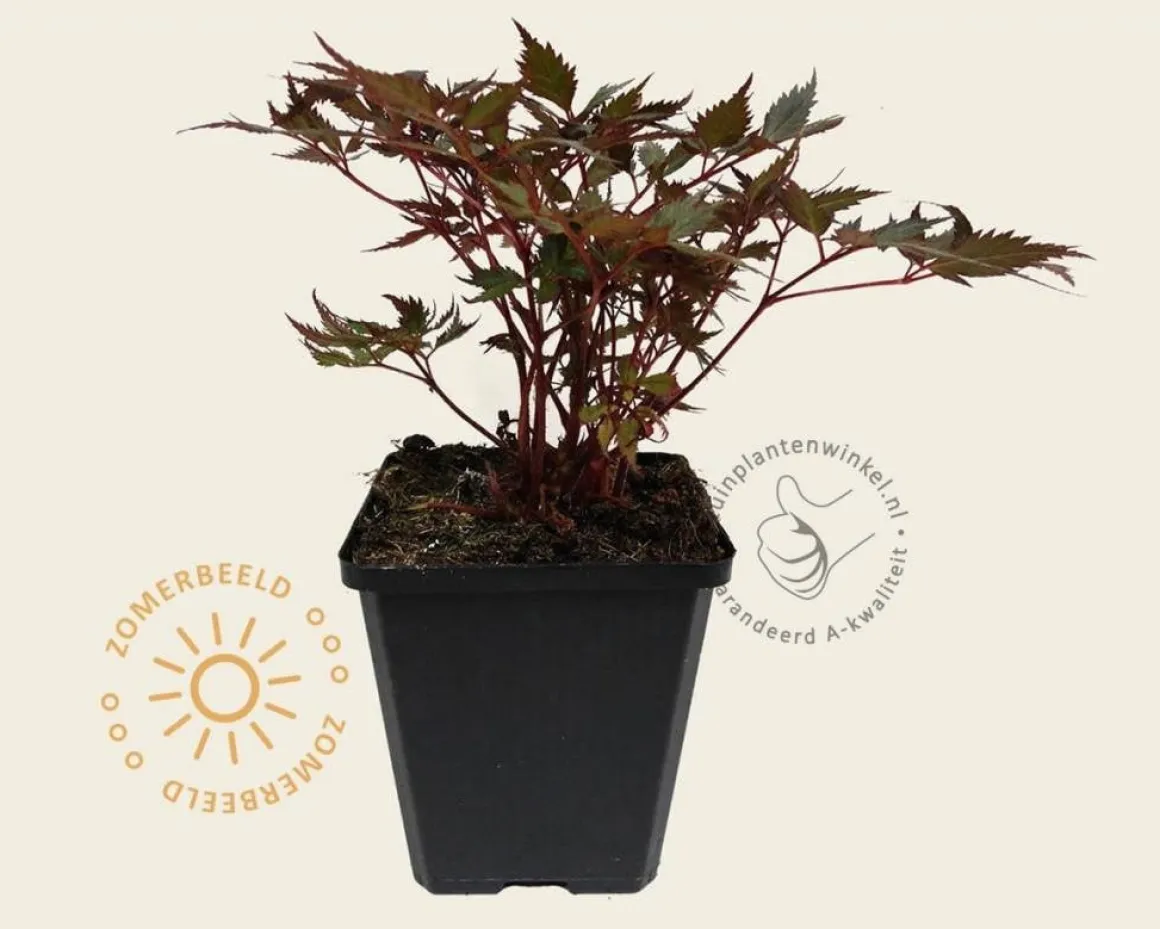 Astilbe arendsii 'Fanal'