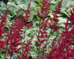 Astilbe arendsii 'Fanal'